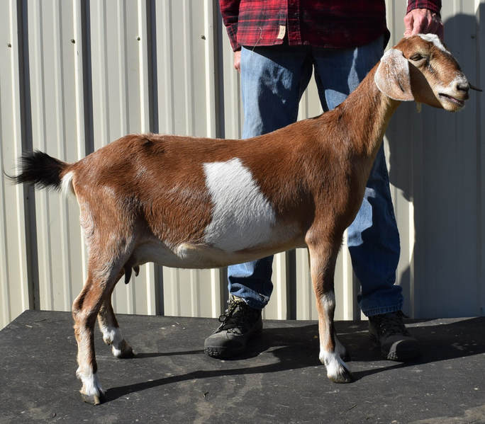 Beauty Mini Nubian - Rocky's Creek Dairy Goats
